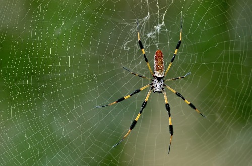 7 Spiders Commonly Found In Southwest Florida Catseye Pest Control