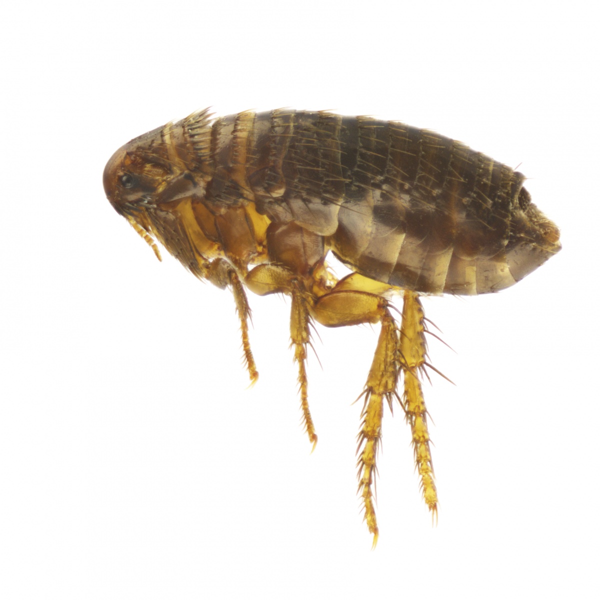 Bed Bugs - Initial Symptoms and Signs - eMedicineHealth