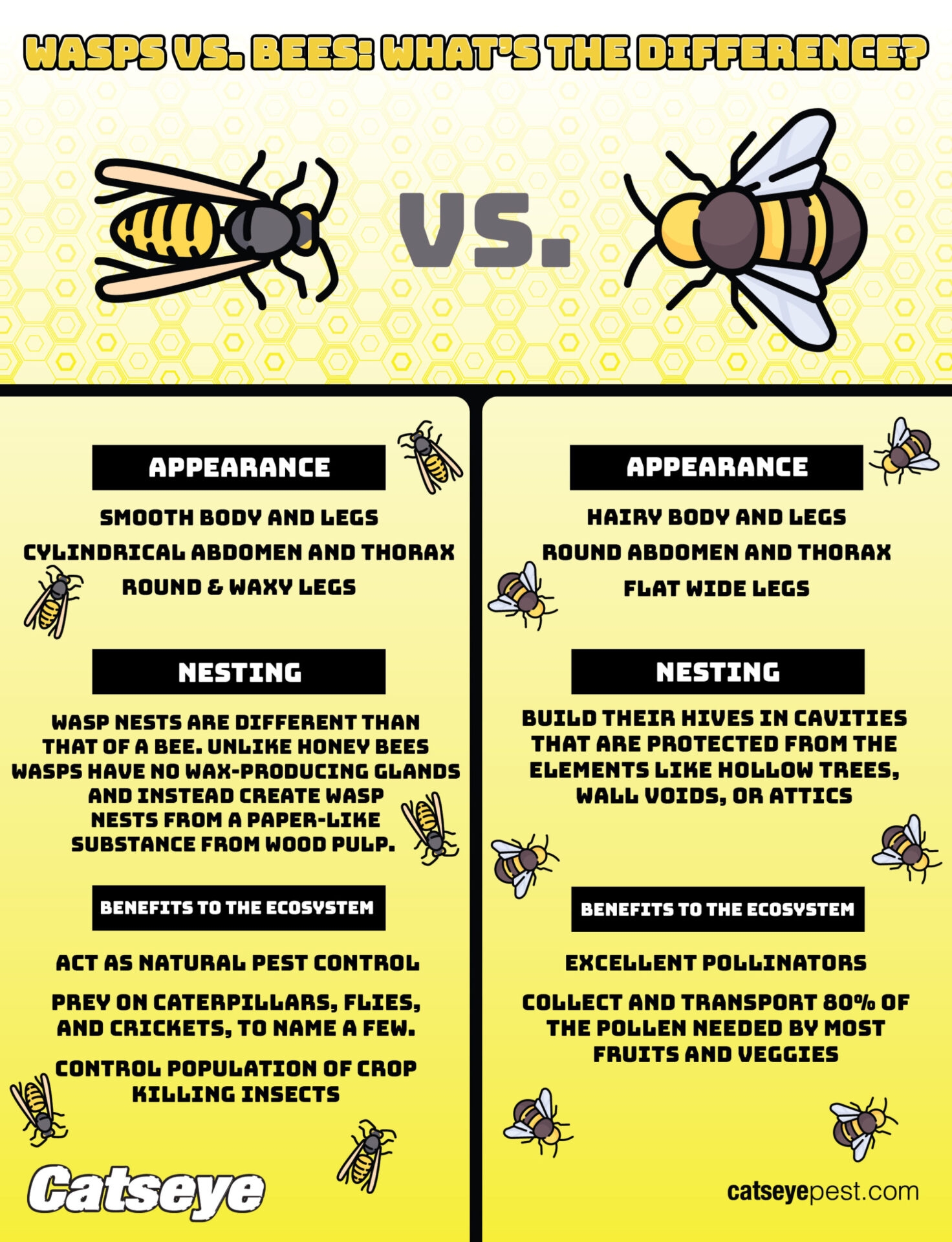 7 Perbedaan Tawon Dan Lebah