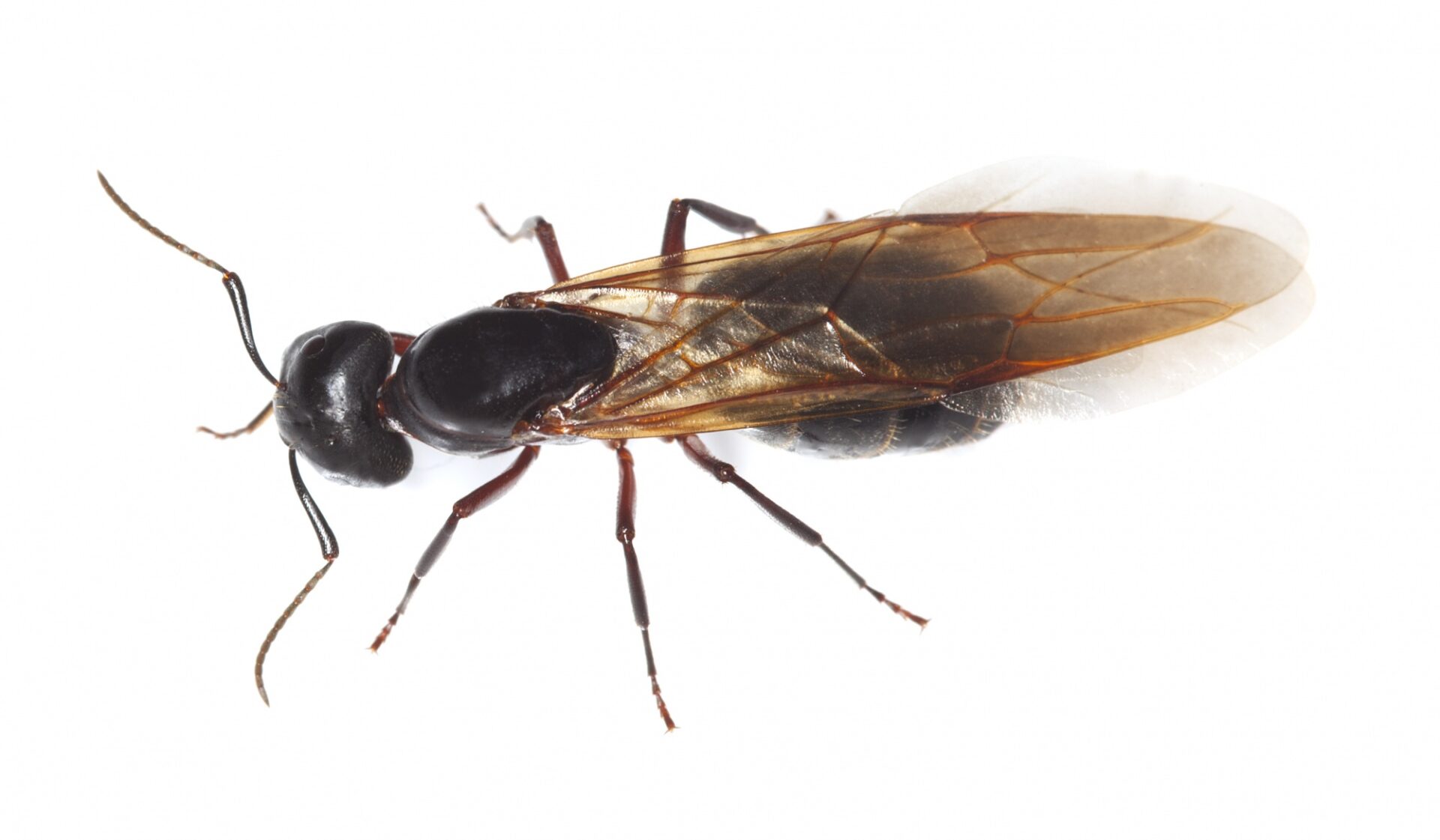 Do Carpenter Ants Have Wings Catseye Pest Control,How Do Birds Mate Video