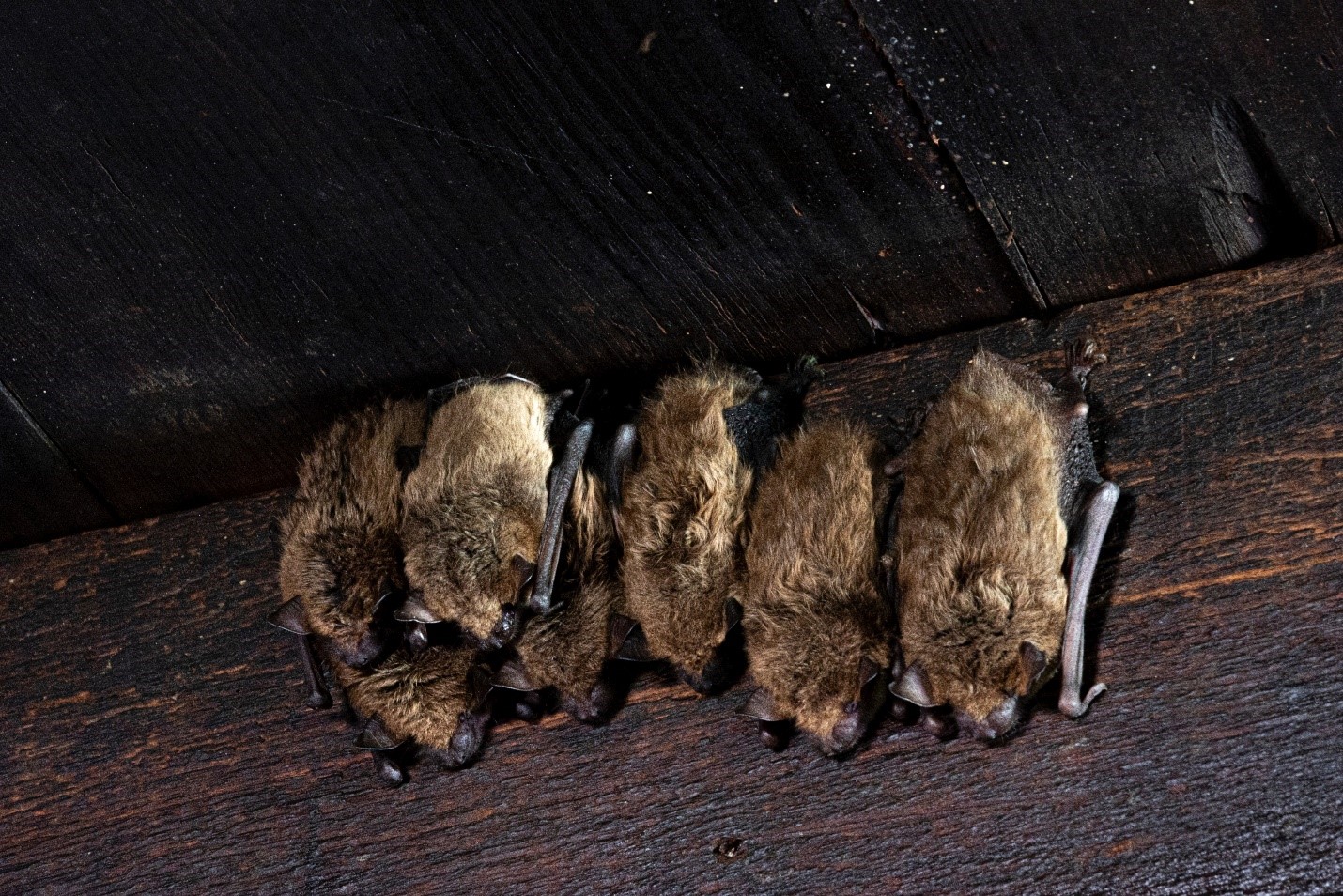 brown and black bats crowded together along the inside roofline of an attic