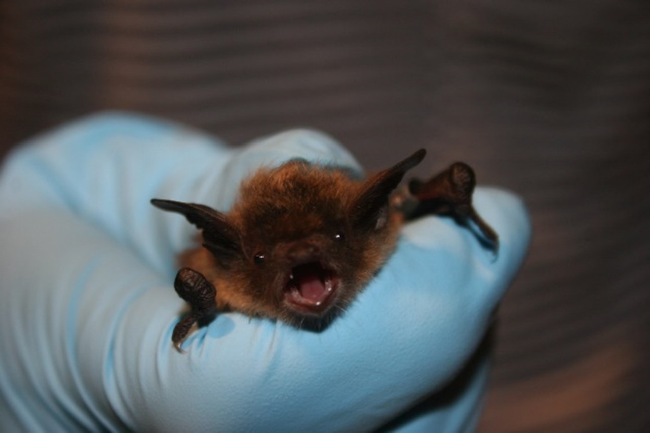little brown bat with its mouth open in a blue-gloved hand, blurred dark background