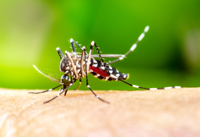 closeup of a black and white mosquito with a red belly standing on a person’s arm biting into the skin