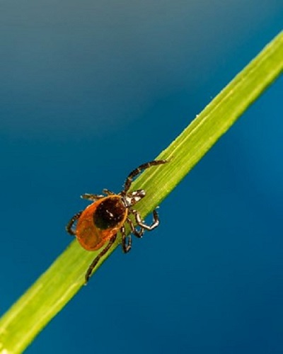 closeup of a tick crawling on a long, green leaf against a blue background