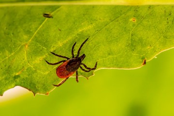 closeup view of a deer tick on a green leaf with a blurred green background