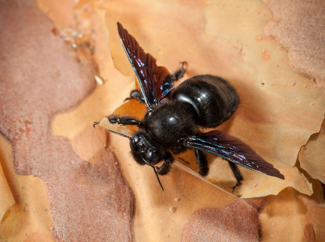 black carpenter bee with iridescent wings perched on damaged wood
