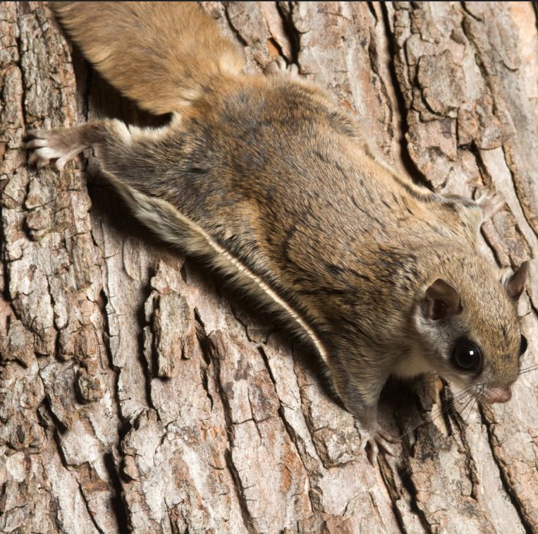 gray and brown flying squirrel with big, brown eyes perched on brown tree bark
