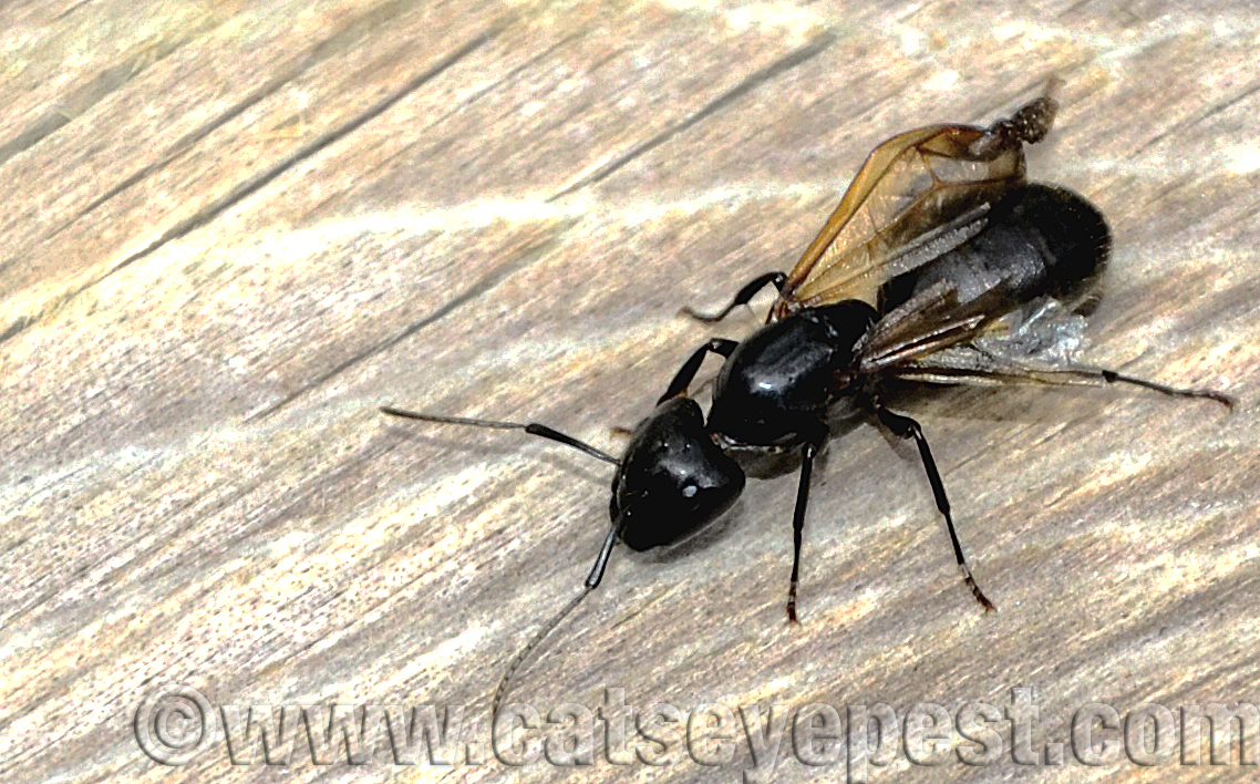 Carpenter Ant Damage: Signs & Repair | Catseye Pest Control