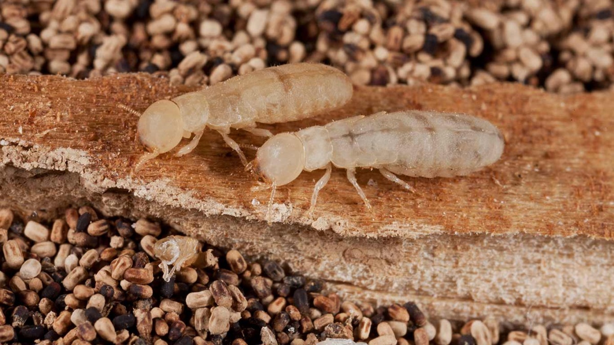 An integrated pest management program is used to find and treat termites.
