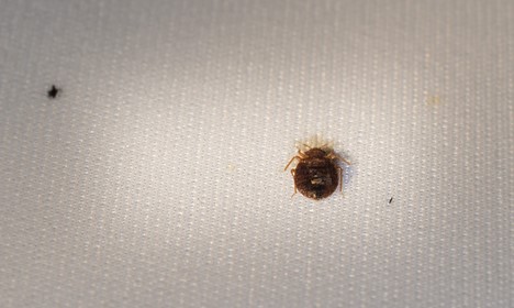 brown bed bug with red-orange legs on a white paper towel 