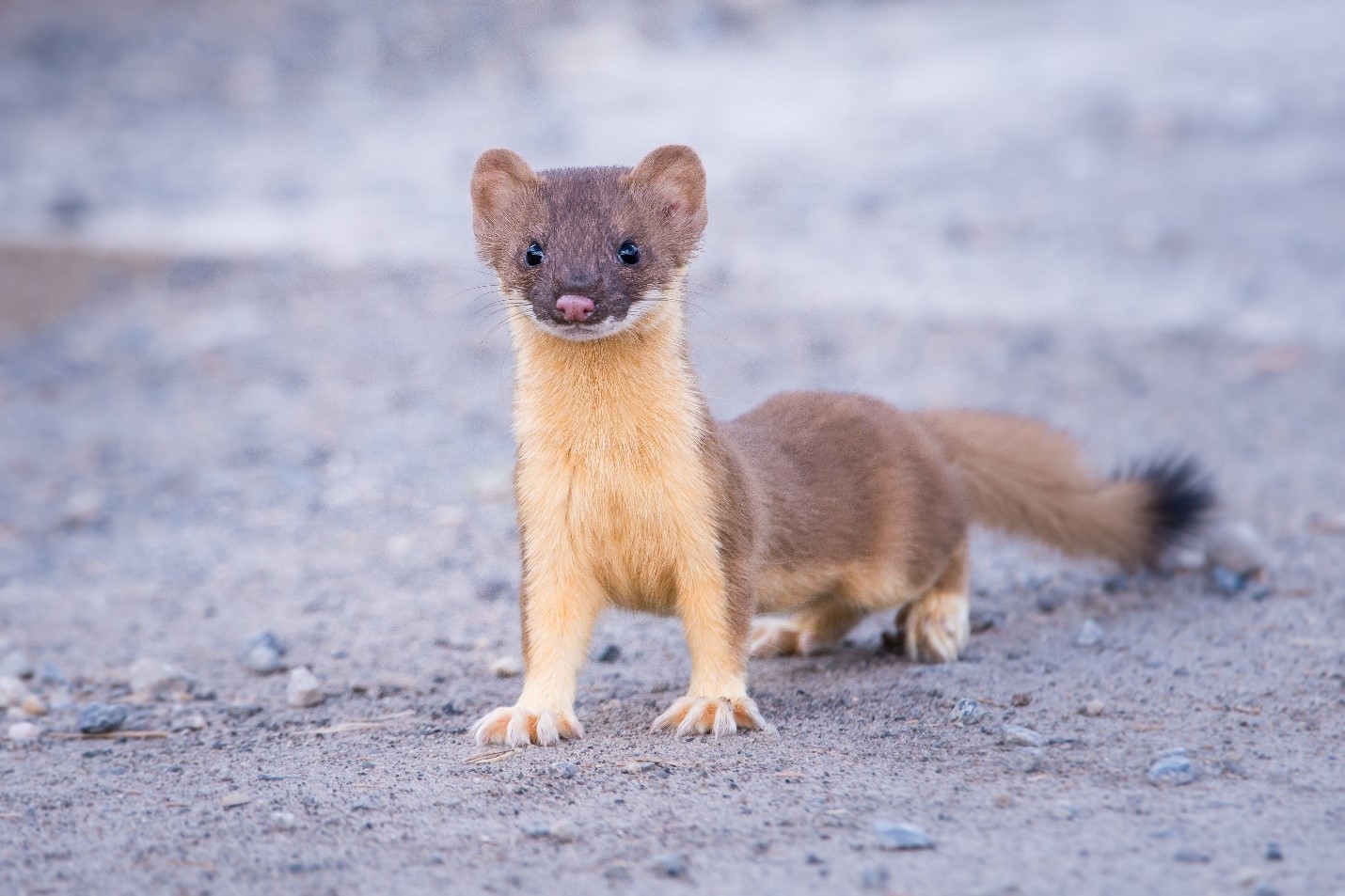 Types of Weasels in North America | Catseye Pest Control