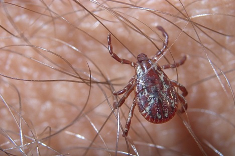 closeup of an American dog tick that is brownish-red in color on an adult