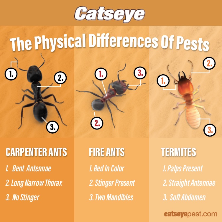 Signs of Carpenter Ants | Catseye Pest Control