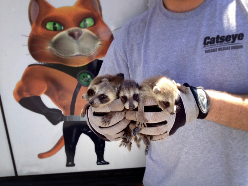 four baby raccoon babies in front of a Catseye vehicle