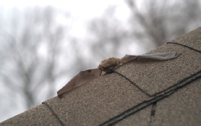 closeup of a little brown bat laying with its wings spread on a black-shingled roof