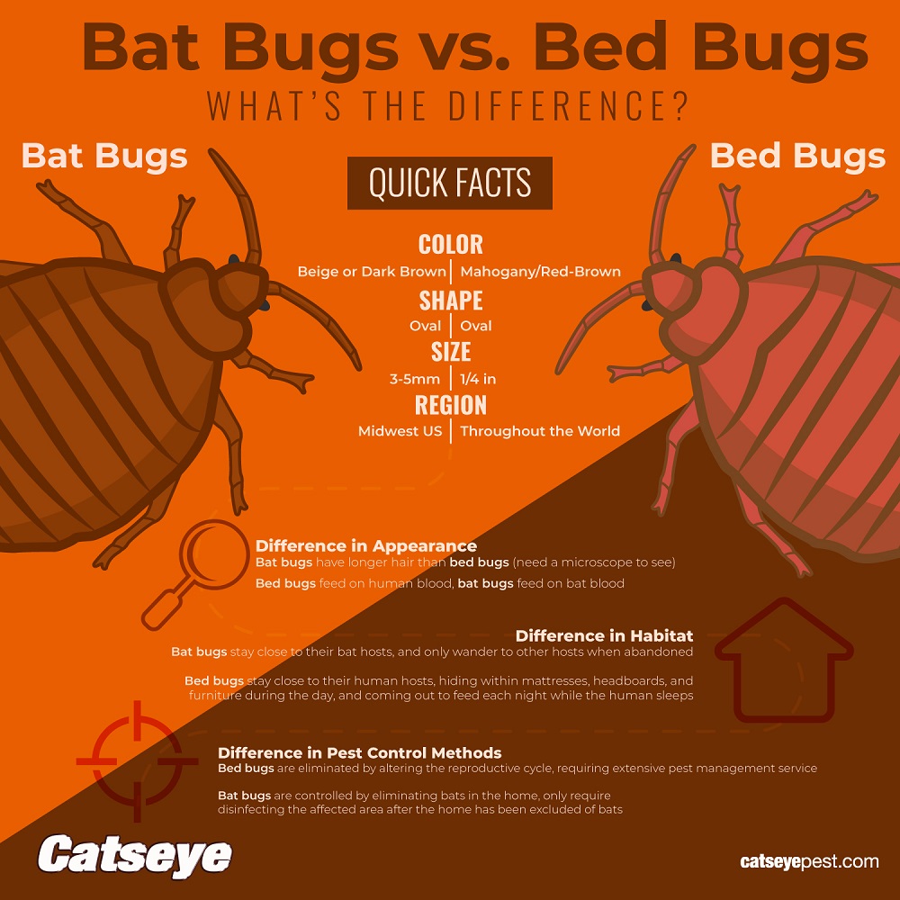 Bat Bugs vs. Bed Bugs: What 's the Difference? | Catseye Pest Control