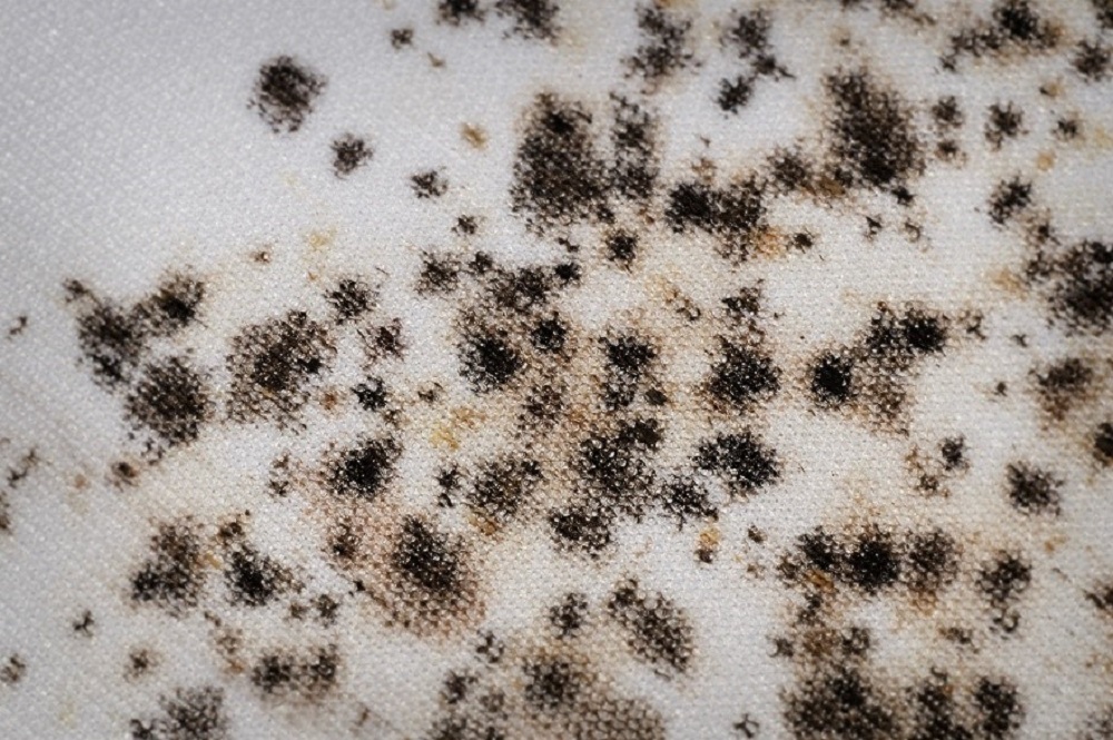 bed bugs ruined white bed sheets by staining them with spots of blood