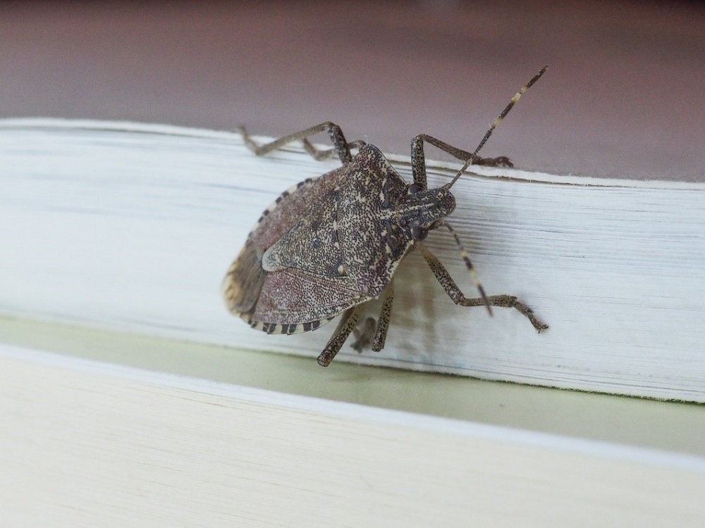 A brown marmorated stink bug standing on white pages of a closed book