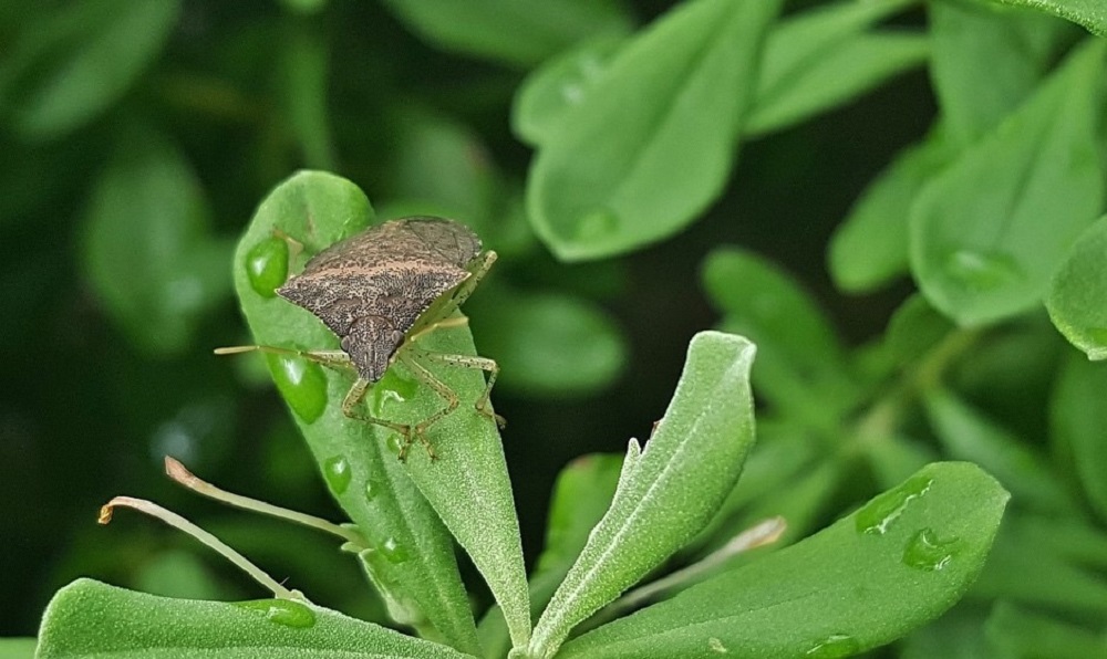 A brown stink bug resting on a green leaf near with water droplets