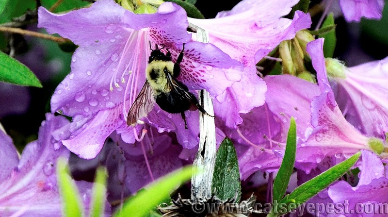 Why Are Bees Important Catseye Pest Control