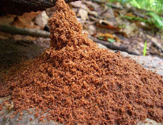 large pile of light brown carpenter ant frass coming out of a log in the woods