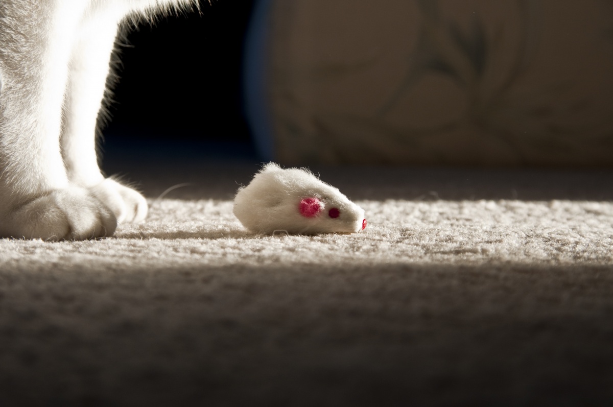 cat_and_mouse_toy
