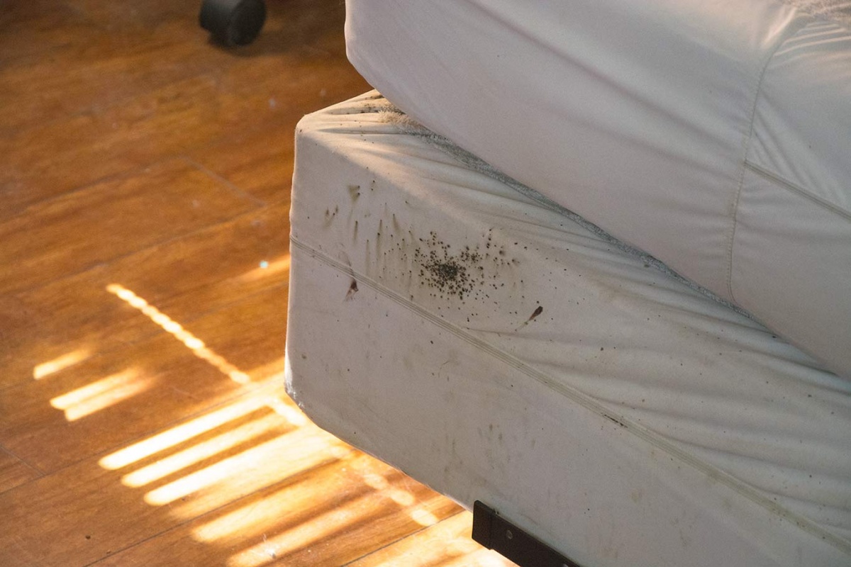 How To Clean Used Furniture To Prevent Bed Bugs 
