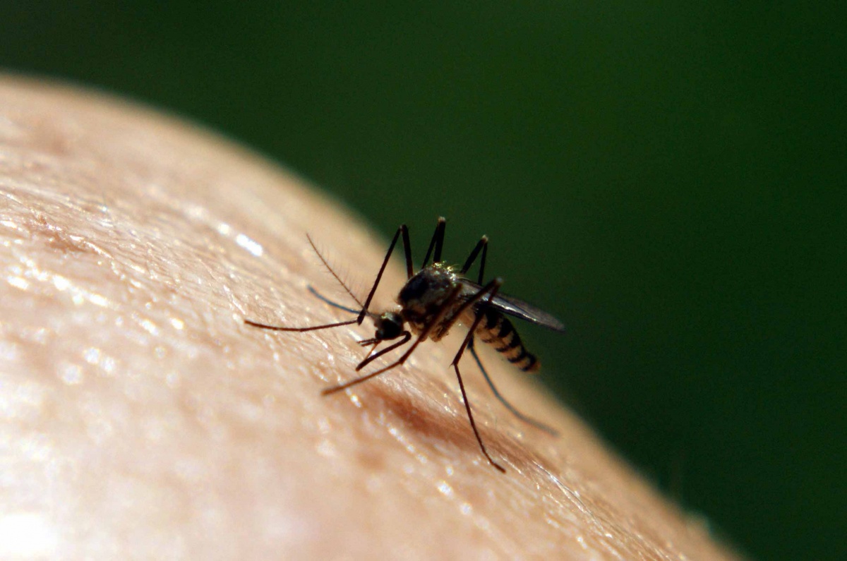 Mosquito Prevention — Mosquitos spread viruses like chikungunya and dengue