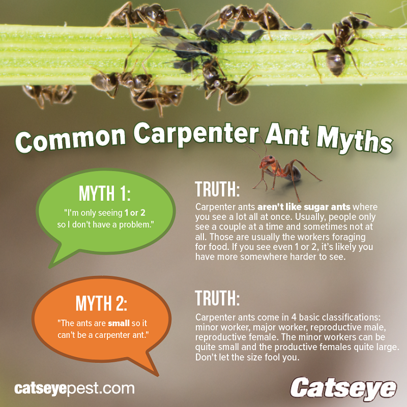 two common carpenter ant myths below dark brown carpenter ants walking on foliage