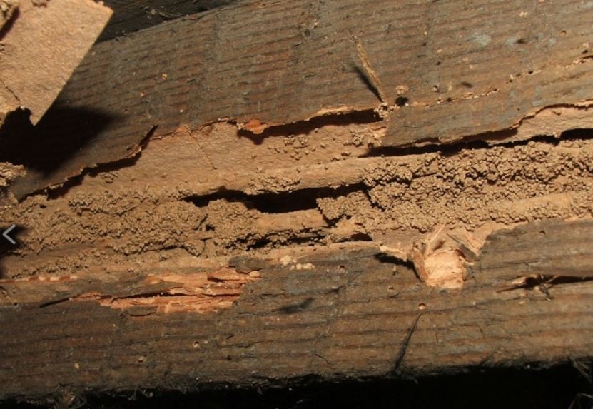 dampwood-termite-damage