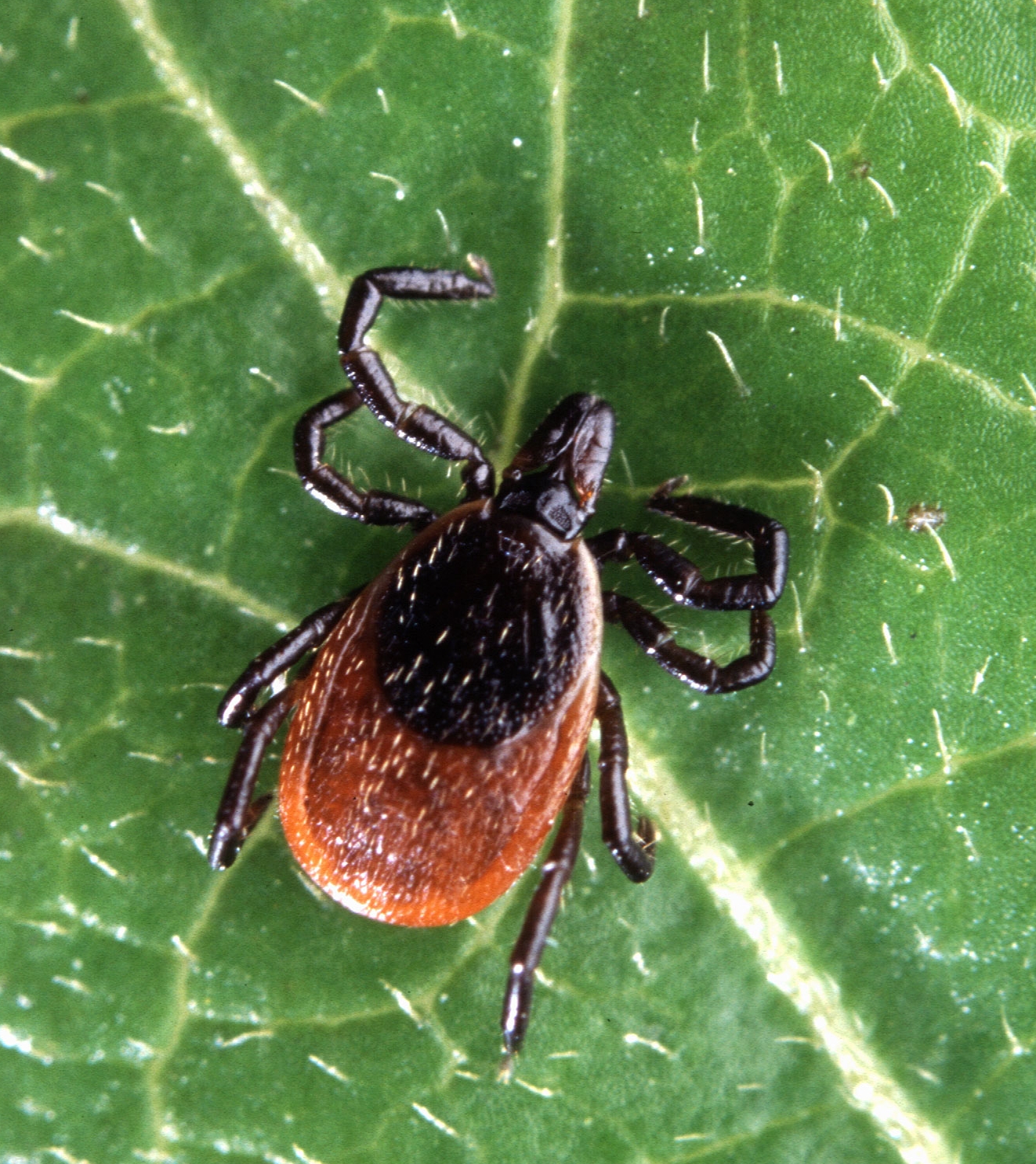 Deer ticks are also called black-legged ticks are carry Lyme and other potentially dangerous diseases.