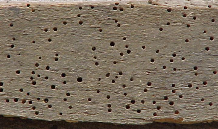 drywood-termite-damage