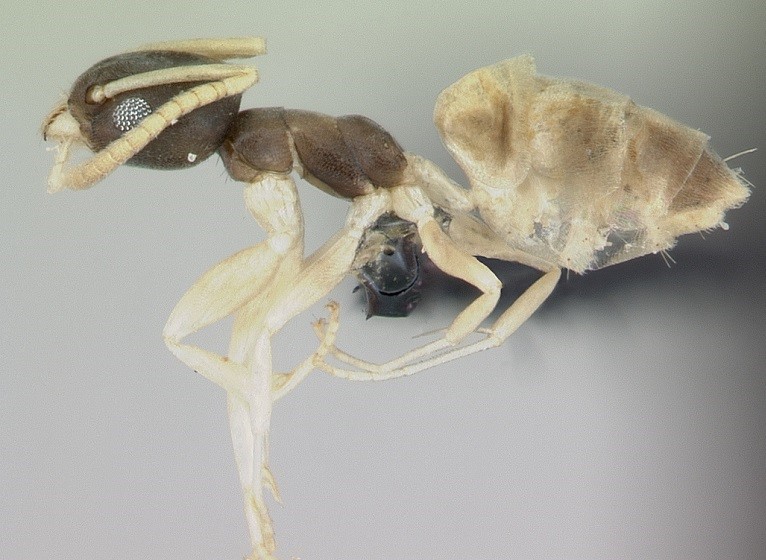 off-white ghost ant with a brown head and brown abdomen placed on a black stand on a white table  