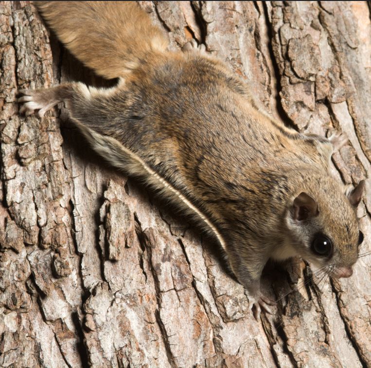 brown flying squirrel climbing down a tree