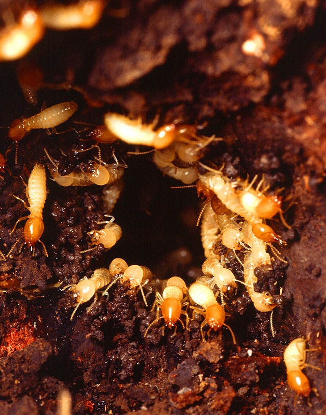 Colony of light brown Formosan termites crawling around in wood and dirt