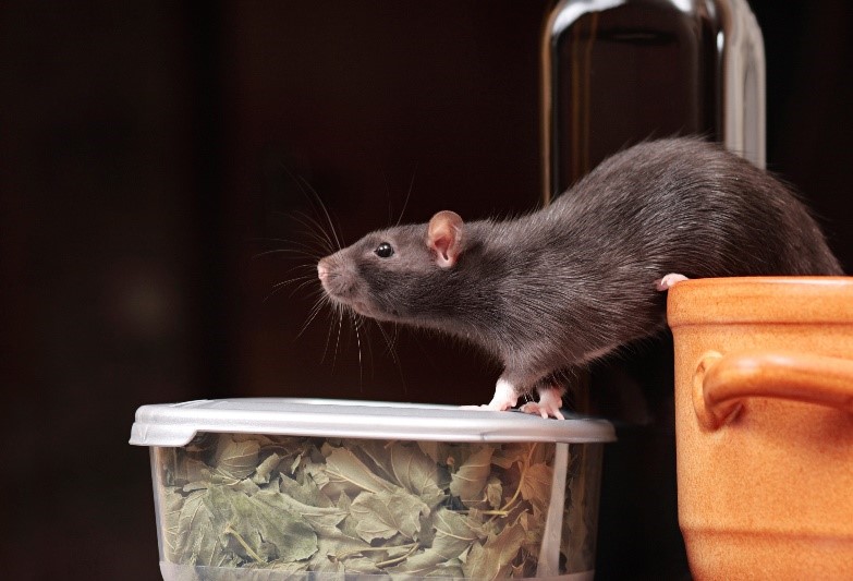Pest Proof Your Attic Basement, Do Rats Like Basements