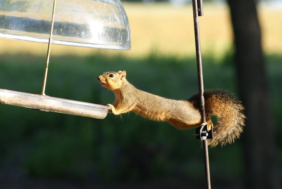 gray squirrel holding onto a metal bird feeder with his front paws and black metal post with his back paws