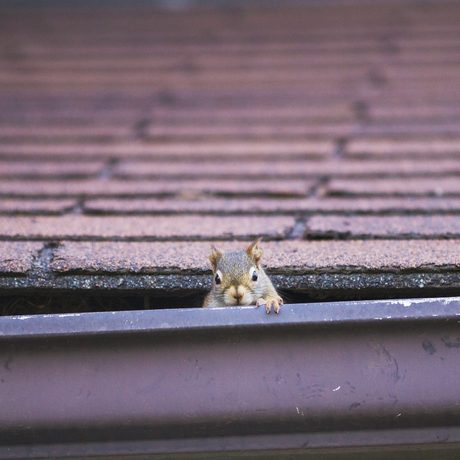 gray squirrel looking over the edge of a gutter on a roof with brownish-red shingles