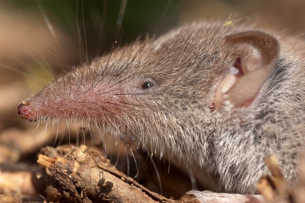 closeup of a gray and brown greater shrew with long brown whiskers and a pinkish-colored snout and rounded ears standing on broken twigs