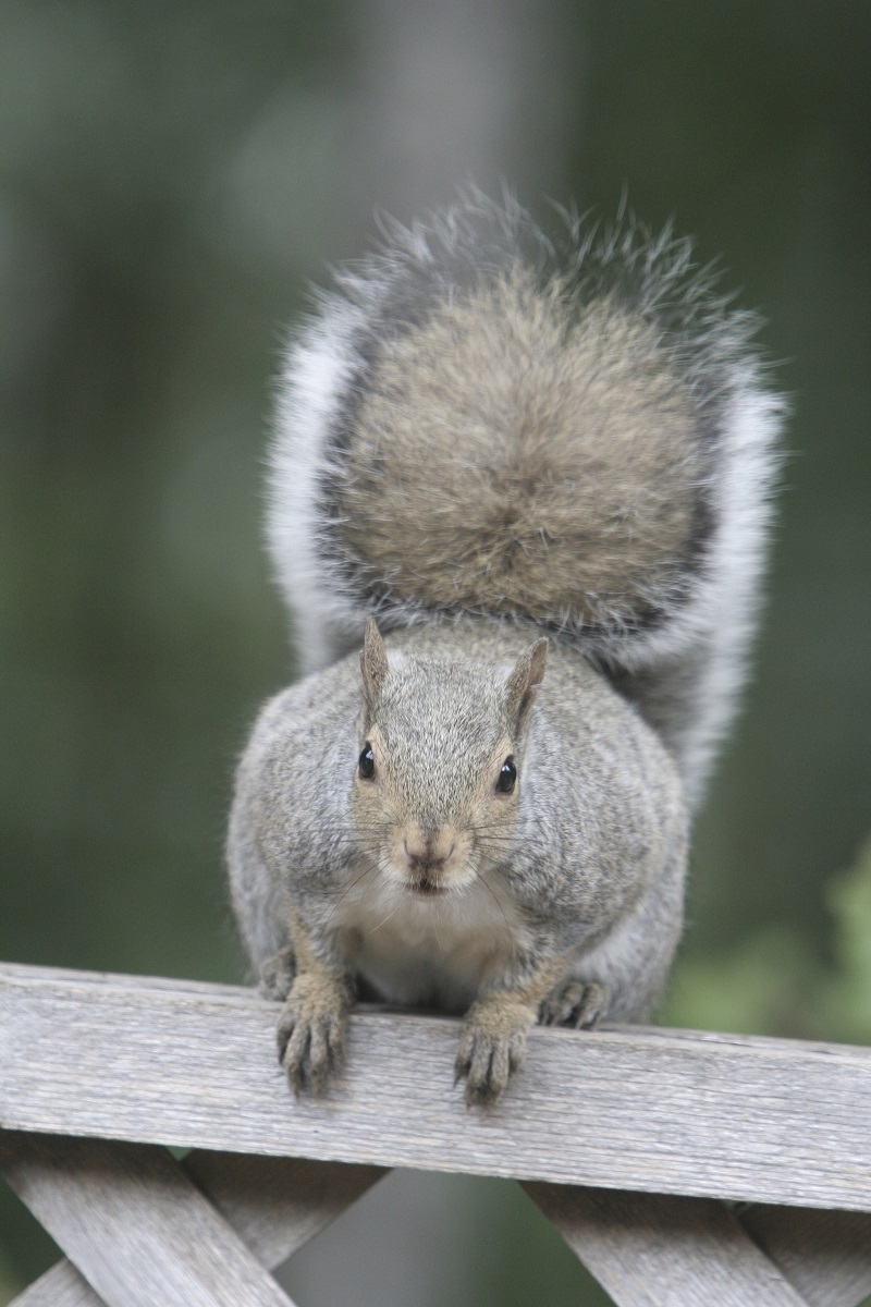 grey squirrel sitting on an outside deck