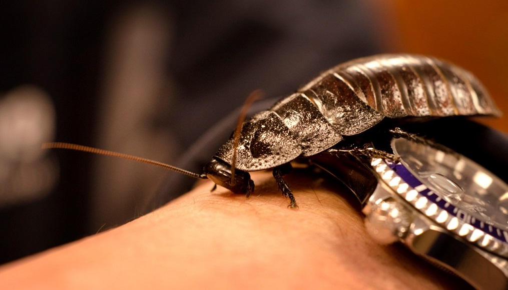 Large dark brown hissing cockroach walking over a silver watch on a pest control specialist’s wrist 