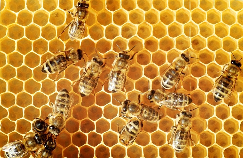 closeup of a cluster of black and yellow honey bees on yellow honeycomb with honey on it