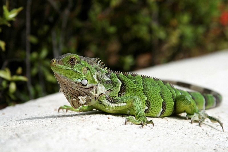 closeup of a large green American iguana with black and gray spots resting on a gray cement wall next to green shrubs