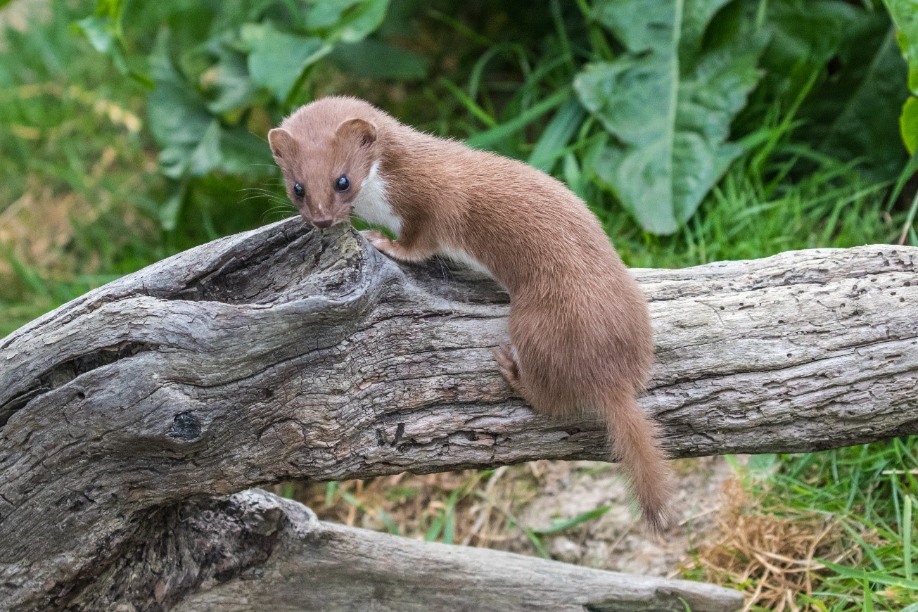 brown and white least weasel with a short brown tail perched on a log in a grassy landscape