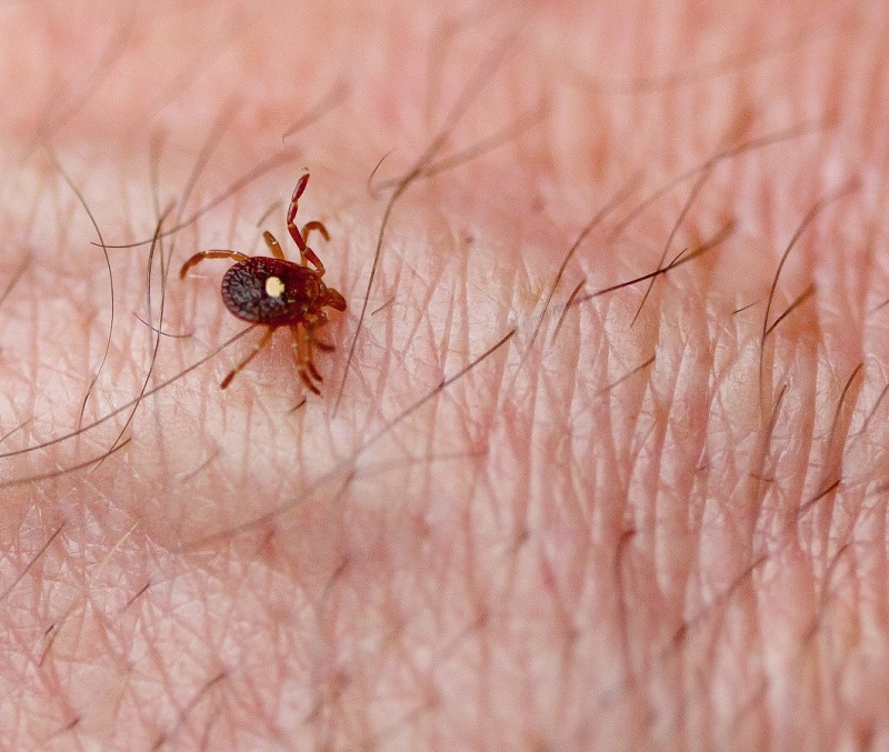 closeup of small brown lone star tick with yellow spot on its back standing on a person’s arm