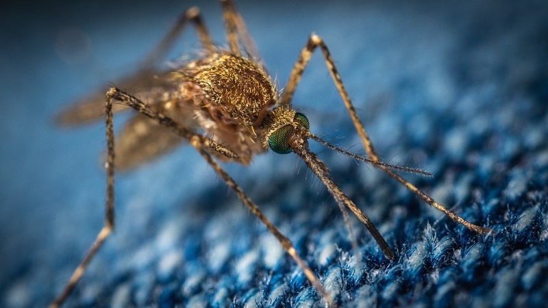Brown mosquito standing on blue fabric looking to bite