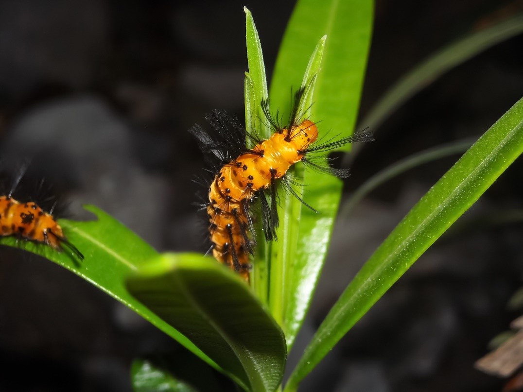 two orange-colored oleander caterpillars with long black hairs on their sides and backs standing on the green leaves of a plant