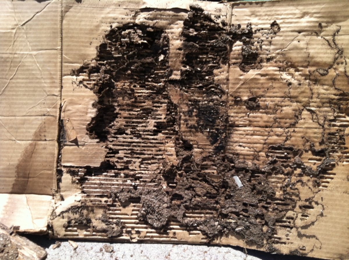 termite_damage_on_cardboard