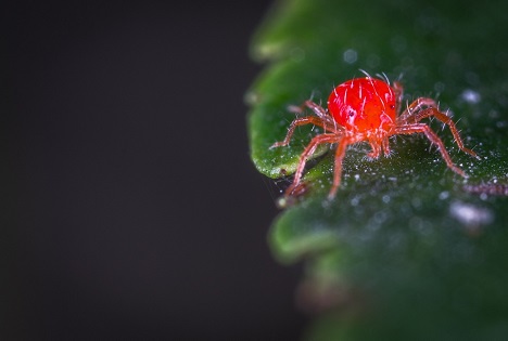 red mite with black spots and white hairs standing on a green leaf