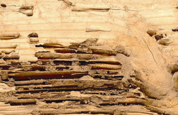 subterranean-termite-damage